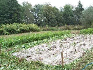 Géotextile + plantations